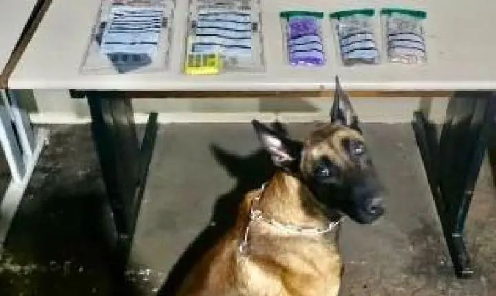 Mulher é presa em flagrante por tráfico de drogas em Londrina com apoio de cão farejador