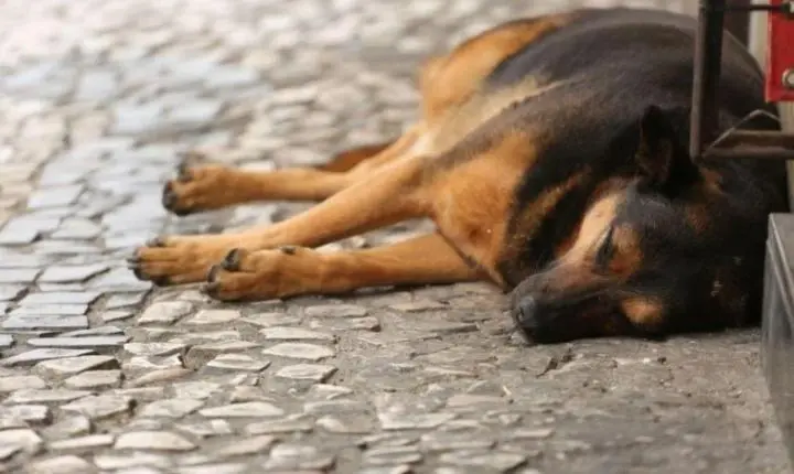 Projeto de controle populacional de animais em Curitiba recebe novo substitutivo na Câmara
