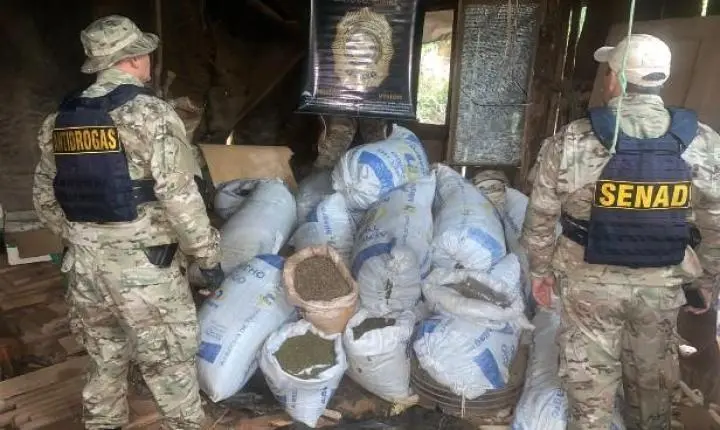 SENAD PARAGUAY Desmantela Grande Base de Produção de Cannabis em Maracaná