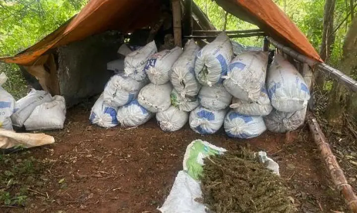 SENAD paraguay Desmantela Grande Base de Produção de Cannabis em Maracaná