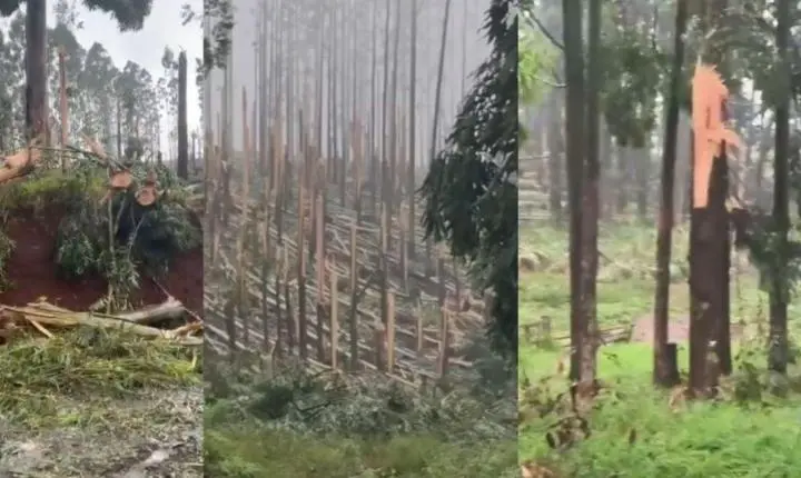 Tornado no Paraná atinge plantação de eucaliptos e causa destruição